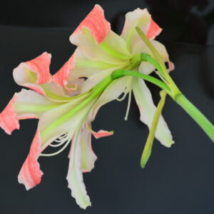 Hippeastrum Rose Twist x Harushigure - 1 bulb about 2cm.