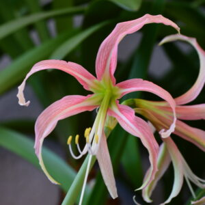 Alternative view of Hippeastrum Rose Twist x Harushigure - 1 bulb about 2cm.