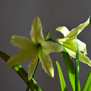 Hippeastrum Shoka No Kisagi x Harushigure - 1 bulb 2cm.