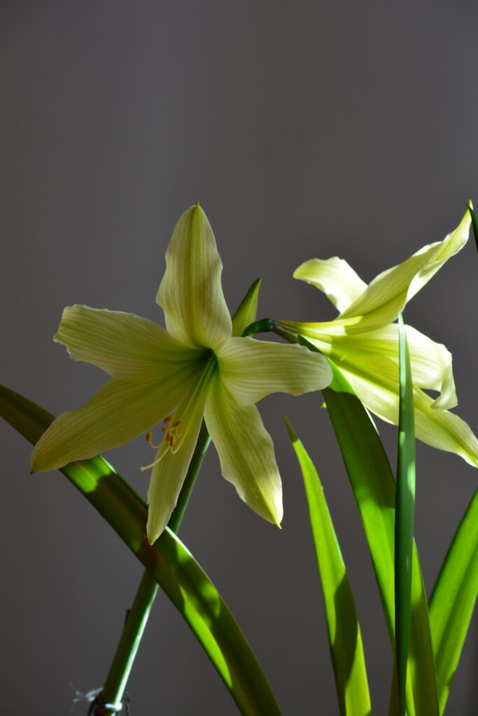 Hippeastrum Shoka No Kisagi x Harushigure - 1 bulb 2cm.