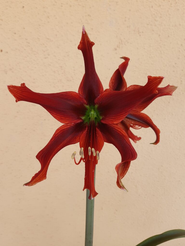 Hippeastrum APn3 - 1 bulb 3,8cm + offsets.