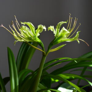 Hippeastrum Calyptratum 1 bulb, 1,4cm in diameter. Rare.