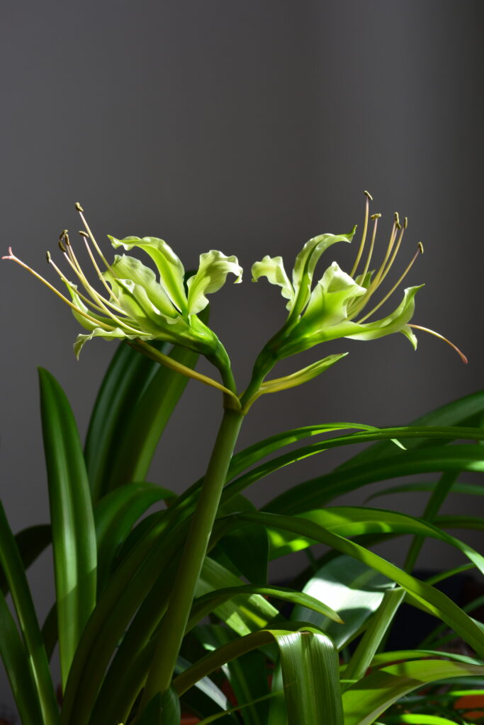 Hippeastrum Calyptratum 1 bulb, 1,4cm in diameter. Rare.